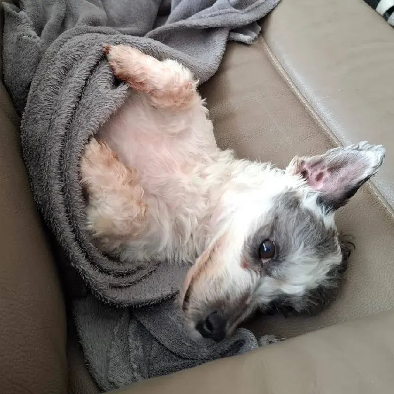 Een hond rust onder een zacht grijs dekentje