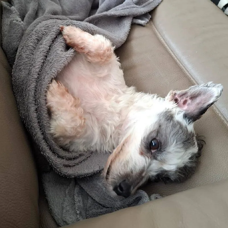 Een hond rust onder een zacht grijs dekentje