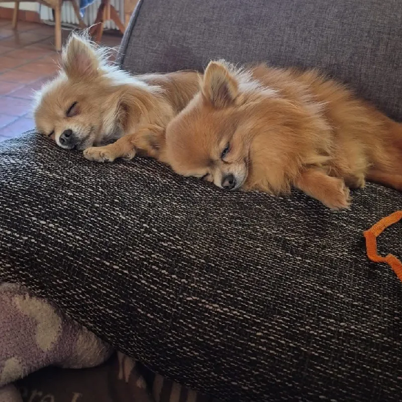 Twee honden vinden samen rust in een huiselijke omgeving